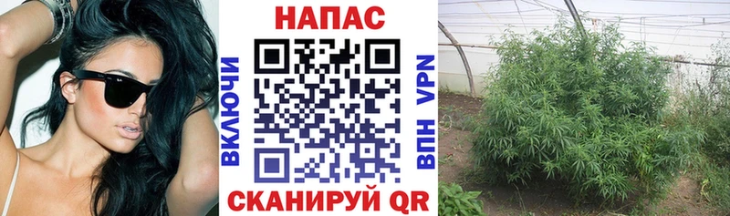 Бошки Шишки планчик Кириллов